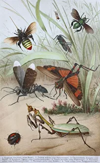 Historical Insect Print, 1880