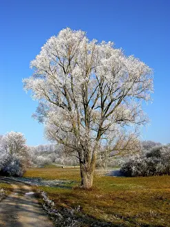Cold Weather Photography Prints: Hoarfrost