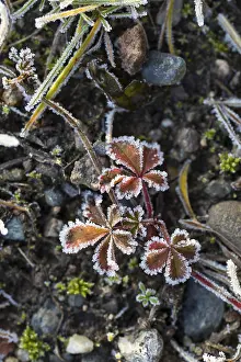 Rime Covered Plants Prints: Hoarfrost on every plant creates pattern and structure