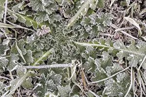 Rime Covered Plants Prints: Hoarfrost on every plant creates pattern and structure