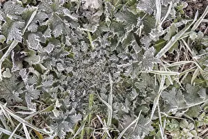 Hoarfrost Pattern Prints: Hoarfrost on every plant creates pattern and structure