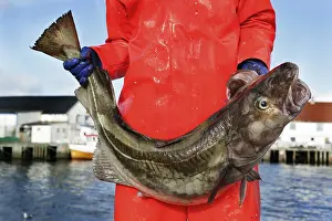 Prints of Holding a cod in RAOst Holding a cod in Rst Atlantic Cod Prints: Fisherman Holding a Cod Print