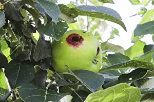 Codling Moth Prints: A Codling Moth Damaged Apple Print