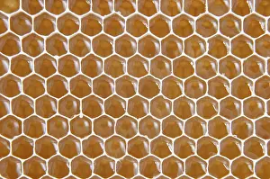Honeycomb Detail Prints: Honeycomb