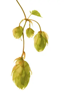 Agricultural Crop Details Prints: Hop