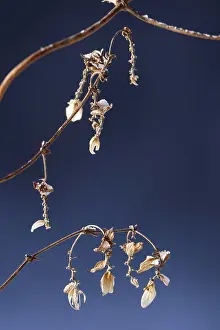 Desolate German Landscape Prints: Hops in winter, Germany