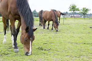 Thoroughbred Breed Prints: Horse
