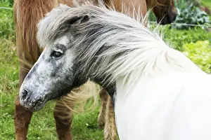 Thoroughbred Breed Prints: Horse