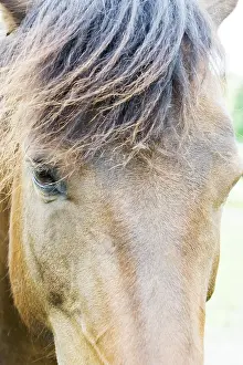 Thoroughbred Breed Prints: Horse