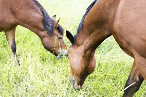 Horse Head Shot Prints: Horse