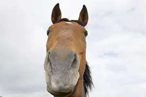 Thoroughbred Breed Prints: Horse