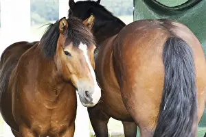 Thoroughbred Breed Prints: Horse