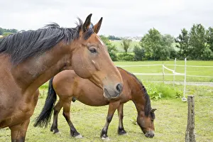 Domestic Horse Prints: Horse