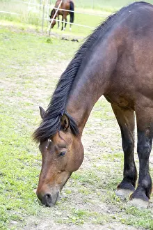 Thoroughbred Breed Prints: Horse