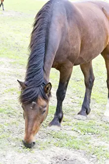 Deserted Paddock Prints: Horse