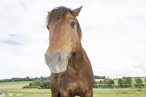 Horse Breed Prints: Horse