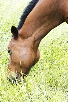 Deserted Horse Paddock Prints: Horse