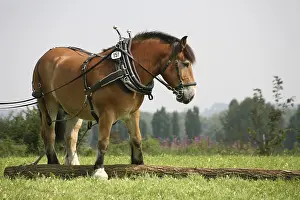 Horseback Riding Prints: Back horse