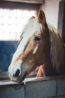 Animal Husbandry Images Prints: The horse is looking towards the camera with a curious expression