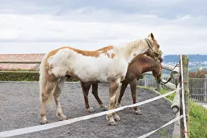 Horse Breed Photography Prints: Two horses stand side by side in a paddock