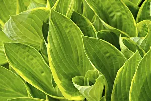 Framed Print : Hosta Print - Green Leaves and White Flowers Framed Print : Hosta Print - Green Leaves and White Flowers