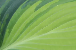 Daytime Botany Images Prints: Hosta leaf, Hosta hybrid