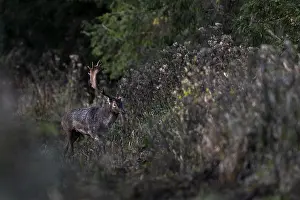 Northern German Wildlife Prints: After hours of waiting
