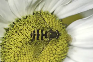 Deserted Flower Visit Prints: Hoverfly