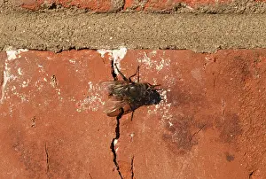 Flying Insects Natural Environment Prints: Hoverfly sitting on a brick wall