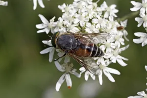 Flying Insect In Flower Prints: Hoverfly visiting flowers