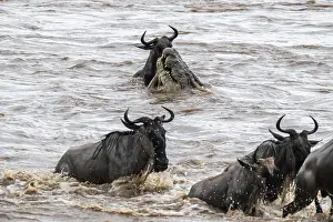 Wildebeest Migration Prints: A huge crocodile on the attack