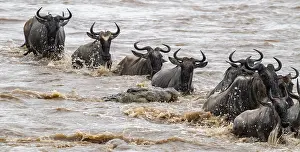 Prints of A huge crocodile on the attack, The Great Migration, huge herds of wildebeest (Connochaetes taurinus) crossing the Mara River and swimming to the other side, close-up of the herd, Serengeti, Tanzania Crocodile Prints: Print: A Huge Crocodile on the Attack, The Great Migration