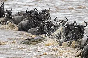 Prints of A huge crocodile on the attack, The Great Migration, huge herds of wildebeest (Connochaetes taurinus) crossing the Mara River and swimming to the other side, close-up of the herd, Serengeti, Tanzania Wildebeest Prints: A huge crocodile on the attack Print, The Great Migration