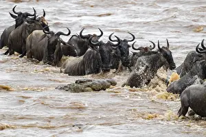 Prints of A huge crocodile on the attack, The Great Migration, huge herds of wildebeest (Connochaetes taurinus) crossing the Mara River and swimming to the other side, close-up of the herd, Serengeti, Tanzania Wildebeest Prints: A huge crocodile on the attack Print, The Great Migration
