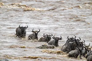 Prints of A huge crocodile on the attack, The Great Migration, huge herds of wildebeest (Connochaetes taurinus) crossing the Mara River and swimming to the other side, close-up of the herd, Serengeti, Tanzania Wildebeest Prints: A huge crocodile on the attack Print, The Great Migration