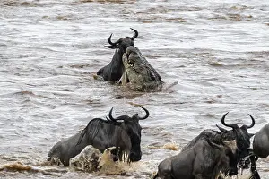 Prints of A huge crocodile on the attack, The Great Migration, huge herds of wildebeest (Connochaetes taurinus) crossing the Mara River and swimming to the other side, close-up of the herd, Serengeti, Tanzania Wildebeest Prints: A huge crocodile on the attack Print, The Great Migration