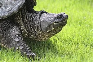 Close Up Photography Prints: A huge snapping turtle in the grass