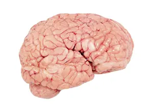 Healthcare System Images Prints: Human brain, cut out