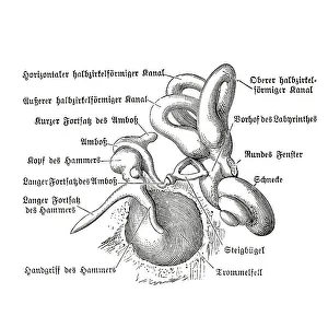 Human Ear Anatomy Prints: Human ear, anatomical illustration