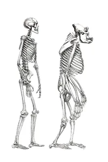 Human Skeleton Print with Monkey Skeleton Anatomical Illustration