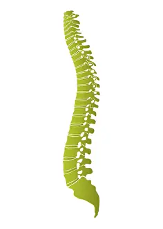 Human Spine Anatomy Prints: Human spine, schematic representation