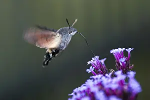 Butterfly And Moth Comparison Prints: Hummingbird hawk-moth, carp tail