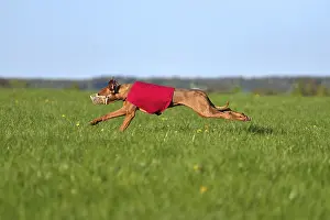 Dog Racing Prints: Hungarian Vizsla Lure Coursing Print