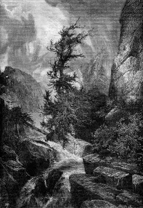 Windy Deserted Landscape Prints: Hurricane. The largest cedars were twisted by the force of the wind