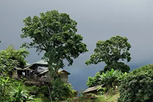 Rio Ochos Hut in Jamaican Primaeval Forest Print