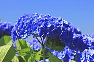 European Hydrangeas Prints: Hydrangea in bloom in Brittany