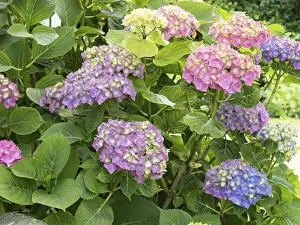 Hydrangea In Bloom Prints: Hydrangea in bloom in a garden