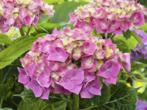 Hydrangea In Bloom Prints: Hydrangea in bloom in a garden