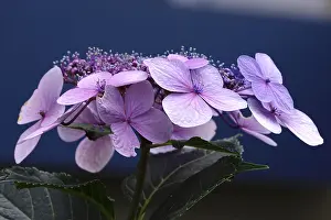 Summer Blooms In Europe Prints: Hydrangea in bloom, summer, Germany