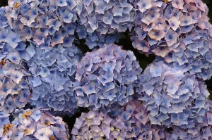 Flowering Plant Life Prints: Hydrangea blossoms, Hydrangea macrophylla